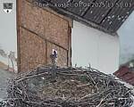Capi_Dubne_20250407_135003.jpg
