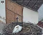 Capi_Dubne_20250407_144003.jpg