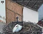 Capi_Dubne_20250407_145002.jpg