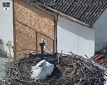 Capi_Dubne_20250407_150003.jpg
