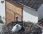 Capi_Dubne_20250407_151003.jpg