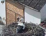 Capi_Dubne_20250407_152503.jpg