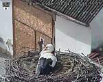 Capi_Dubne_20250407_153503.jpg