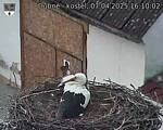 Capi_Dubne_20250407_161002.jpg
