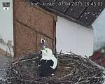Capi_Dubne_20250407_164502.jpg