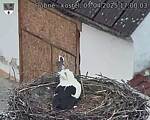 Capi_Dubne_20250407_170003.jpg