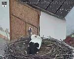 Capi_Dubne_20250407_170503.jpg