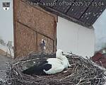 Capi_Dubne_20250407_171504.jpg