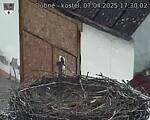 Capi_Dubne_20250407_173002.jpg