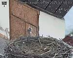 Capi_Dubne_20250407_175003.jpg