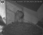Capi_Dubne_20250407_205002.jpg