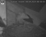 Capi_Dubne_20250408_005003.jpg