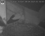 Capi_Dubne_20250408_015003.jpg