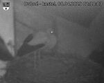 Capi_Dubne_20250408_021003.jpg