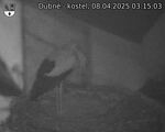 Capi_Dubne_20250408_031503.jpg