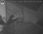 Capi_Dubne_20250408_033002.jpg