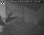 Capi_Dubne_20250408_045002.jpg