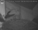 Capi_Dubne_20250408_050002.jpg