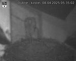Capi_Dubne_20250408_053502.jpg