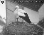 Capi_Dubne_20250408_060502.jpg