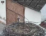 Capi_Dubne_20250408_062502.jpg