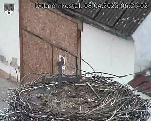 Capi_Dubne_20250408_062502.jpg (1350 x 1080)