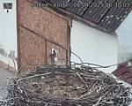 Capi_Dubne_20250408_063003.jpg