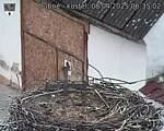 Capi_Dubne_20250408_063502.jpg
