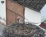 Capi_Dubne_20250408_065503.jpg
