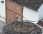Capi_Dubne_20250408_070502.jpg