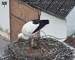 Capi_Dubne_20250408_071003.jpg