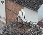 Capi_Dubne_20250408_072503.jpg