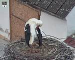 Capi_Dubne_20250408_074003.jpg