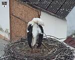 Capi_Dubne_20250408_074503.jpg