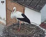 Capi_Dubne_20250408_075003.jpg