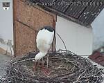 Capi_Dubne_20250408_080003.jpg