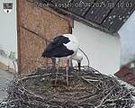 Capi_Dubne_20250408_081003.jpg