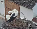Capi_Dubne_20250408_081503.jpg