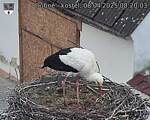 Capi_Dubne_20250408_082003.jpg