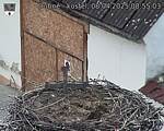 Capi_Dubne_20250408_085503.jpg