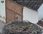 Capi_Dubne_20250408_091503.jpg