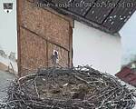 Capi_Dubne_20250408_093003.jpg