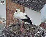 Capi_Dubne_20250408_094503.jpg