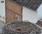 Capi_Dubne_20250408_100003.jpg
