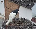 Capi_Dubne_20250408_100503.jpg