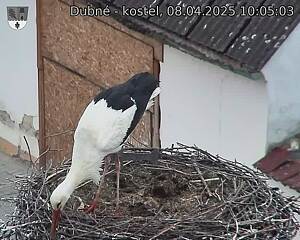 Capi_Dubne_20250408_100503.jpg (1350 x 1080)