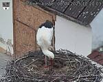 Capi_Dubne_20250408_102003.jpg