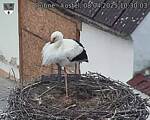 Capi_Dubne_20250408_103003.jpg