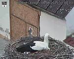 Capi_Dubne_20250408_110003.jpg