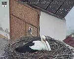 Capi_Dubne_20250408_111503.jpg